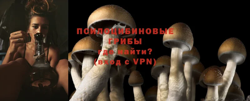 Псилоцибиновые грибы Psilocybe  дарнет шоп  Алексин 